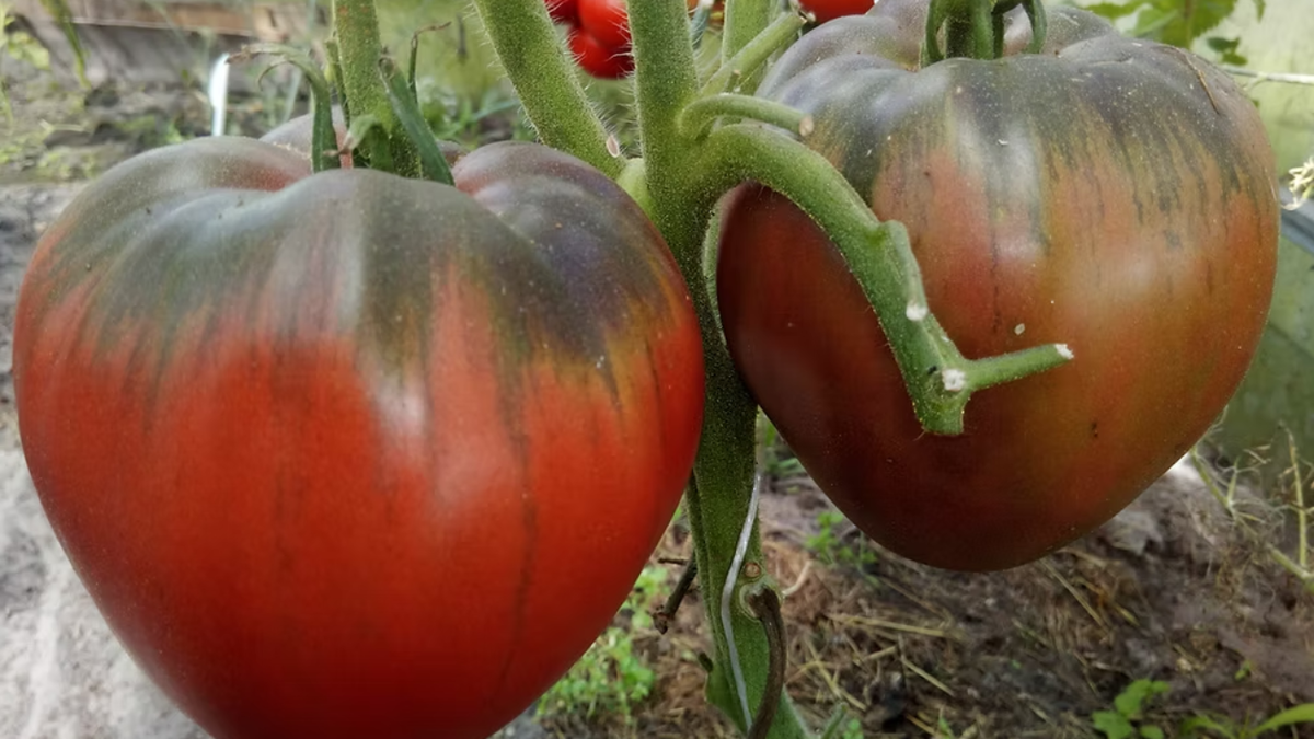 Бычье сердце