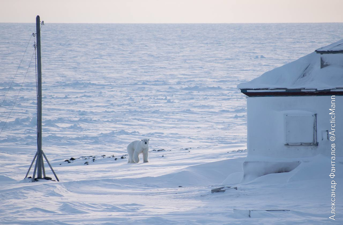 Белый медведь на мысе Челюскин