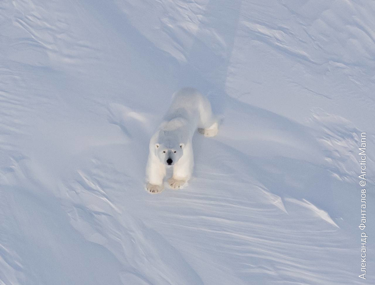 Белый медведь в гостях, ждет своего гостинца