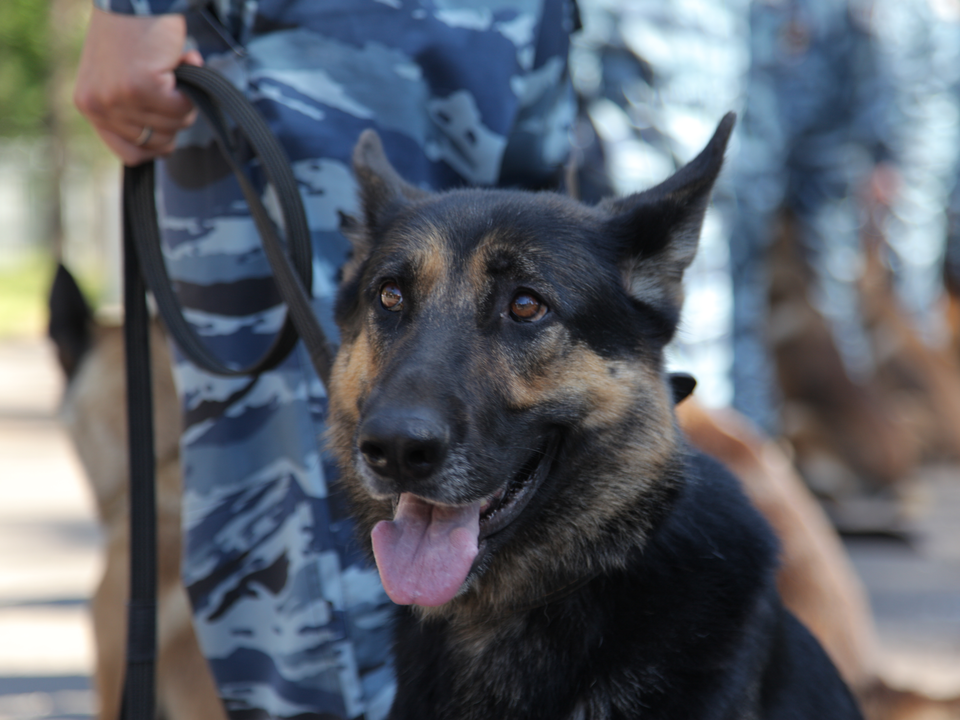    Немецкая овчарка. Фото: медиасток.рф