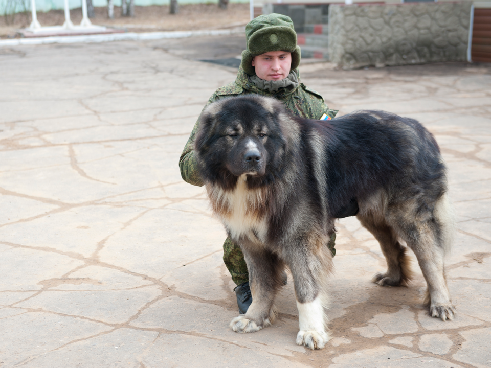     Кавказская овчарка. Фото: медиасток.рф