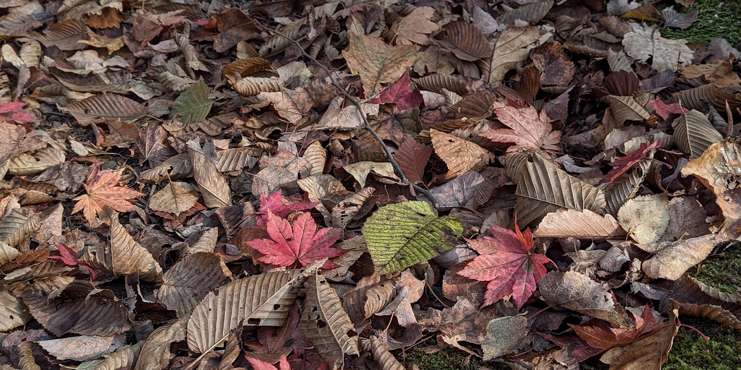 В ботаническом саду осенью. Часть 1