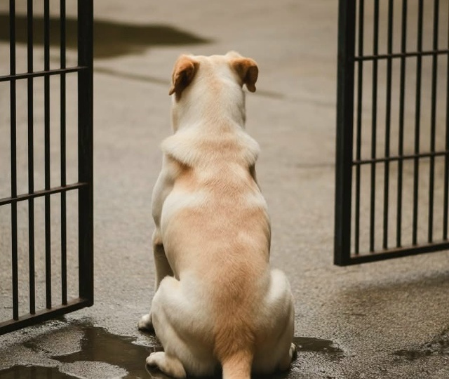 Добрая история на добрую ночь.