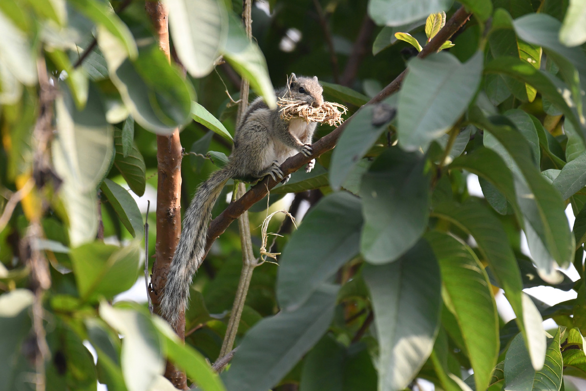 Пальмовая белка