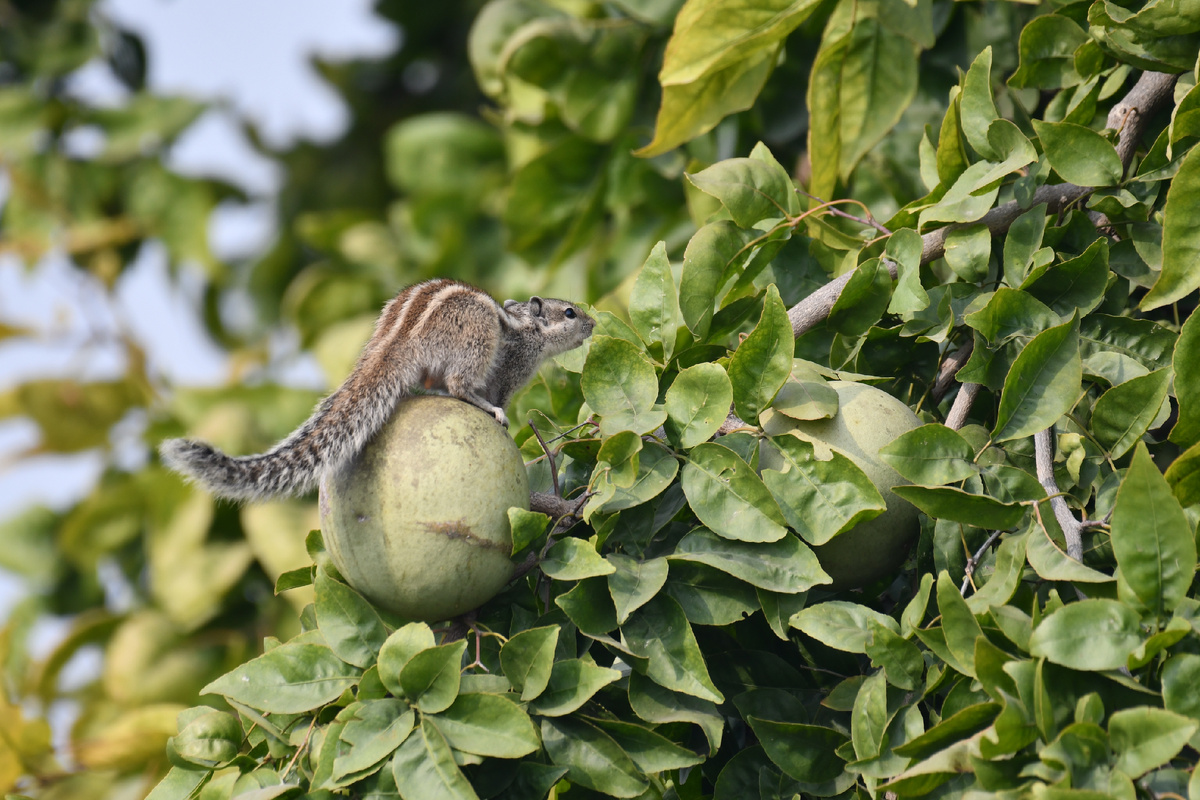 Практически на верхушке очень высокого дерева