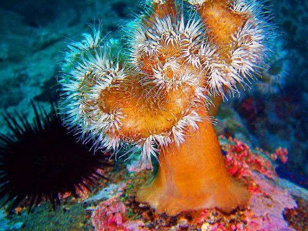    Источник фото: Телеграм-канал "Красота Японского моря"/Сергей Труболыс