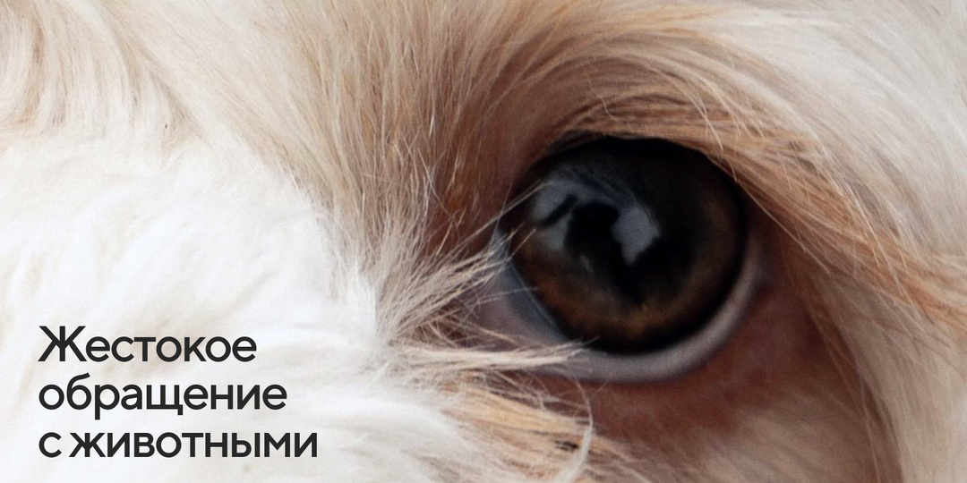 Замри или действуй? Что делать, если вы стали свидетелем жестокости к животному.