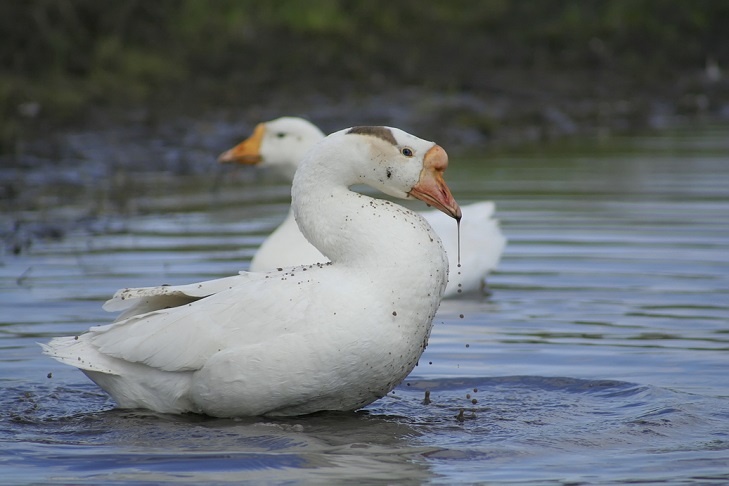    У домашней птицы был свободный доступ к реке. Фото из архива VN.ru.