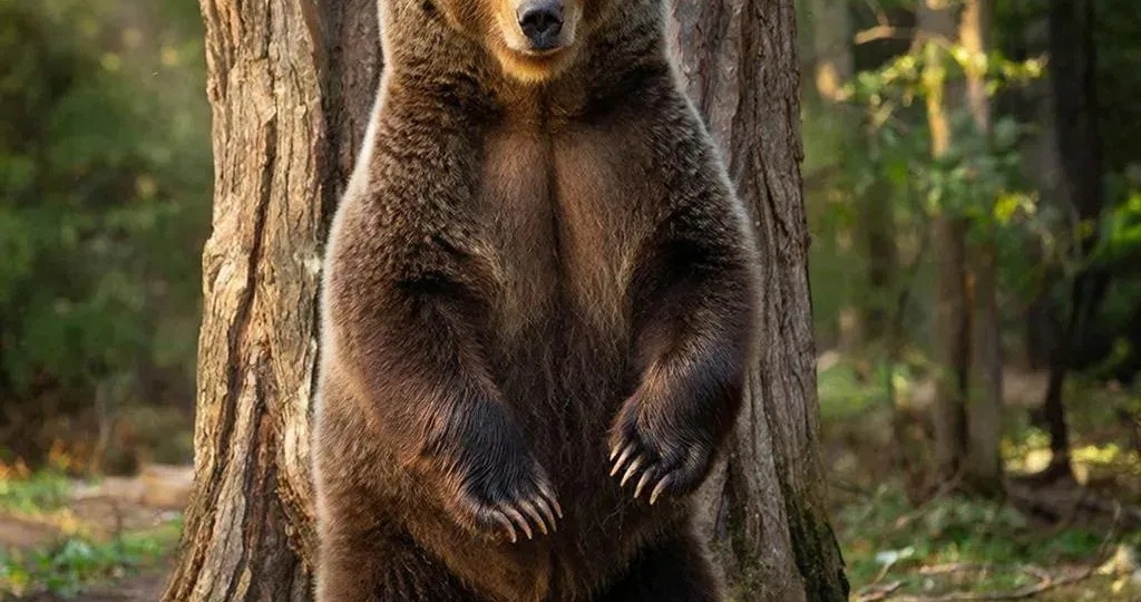 Гризли и бурый медведь:кто сильнее