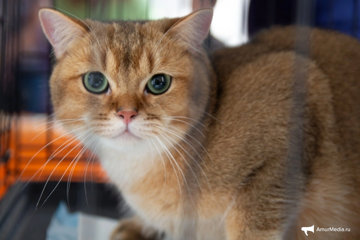 
Считаем хвосты: готовы ли жители Хабаровского края к регистрации своих питомцев. Фото: ИА AmurMedia