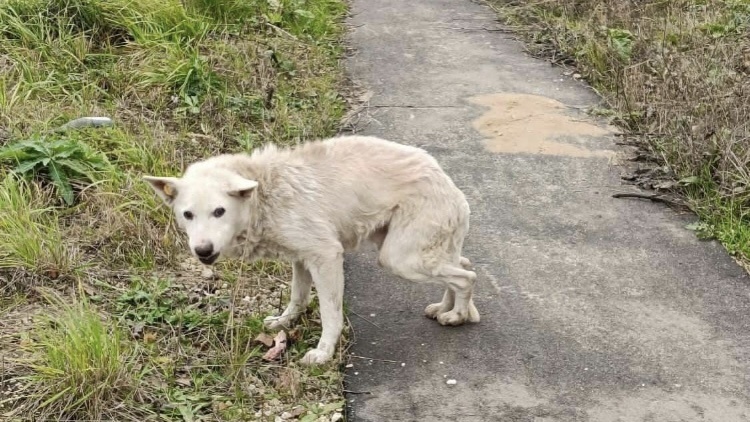 Измучен, истощён, избит