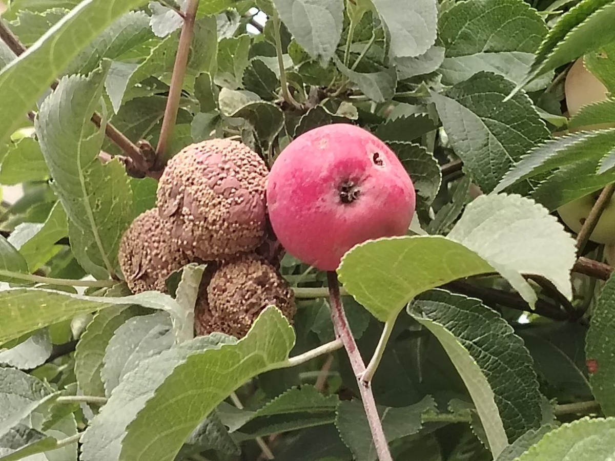 Болезнь у яблони