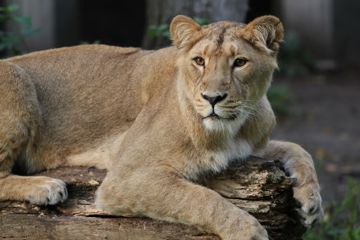     / Источник: (cc) Ruud Cuypers