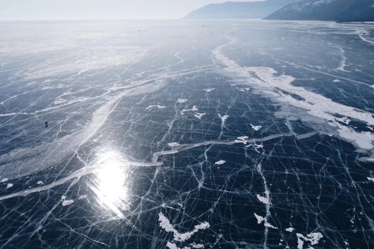    В Новосибирской области на льду гибнут косули