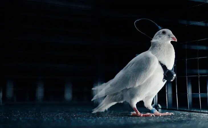 Биодрон. Фото: neiry.ru, пресс-служба АлтГУ