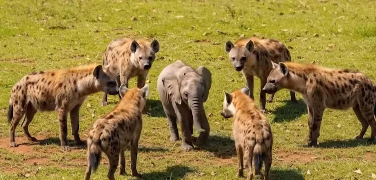 Стая гиен окружила одинокого слоненка в саванне