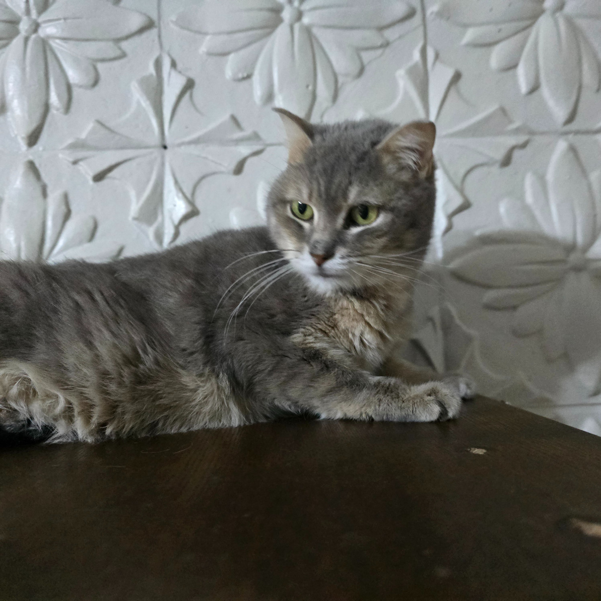 задумчивый серый джентльмен смотрит вдаль