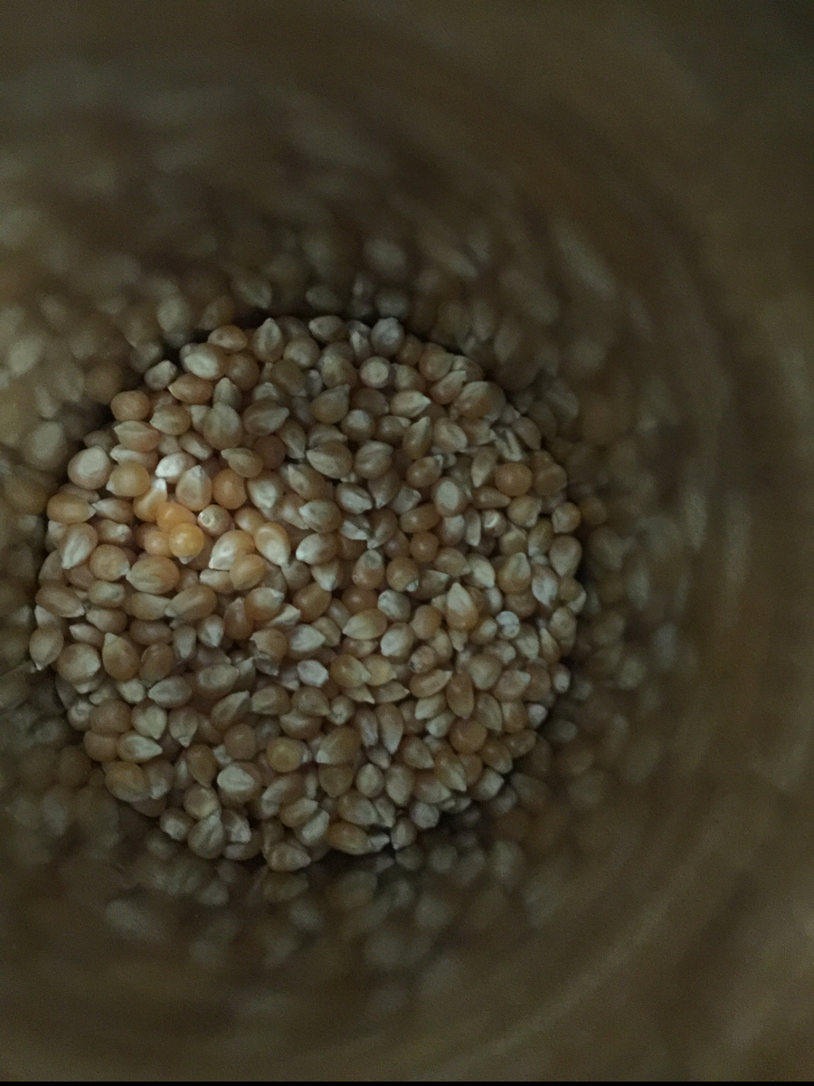 Зёрна ещё неготового попкорна 