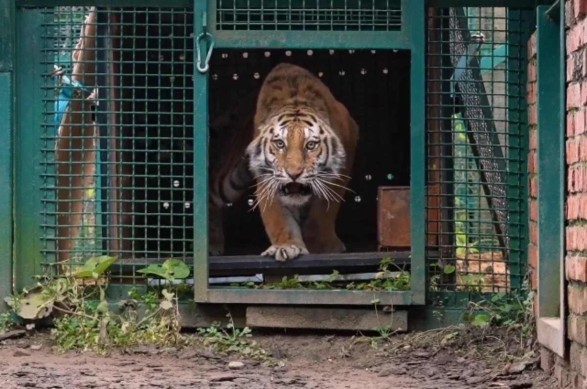    В Московский зоопарк прибыли две амурские тигрицы из Хабаровского края