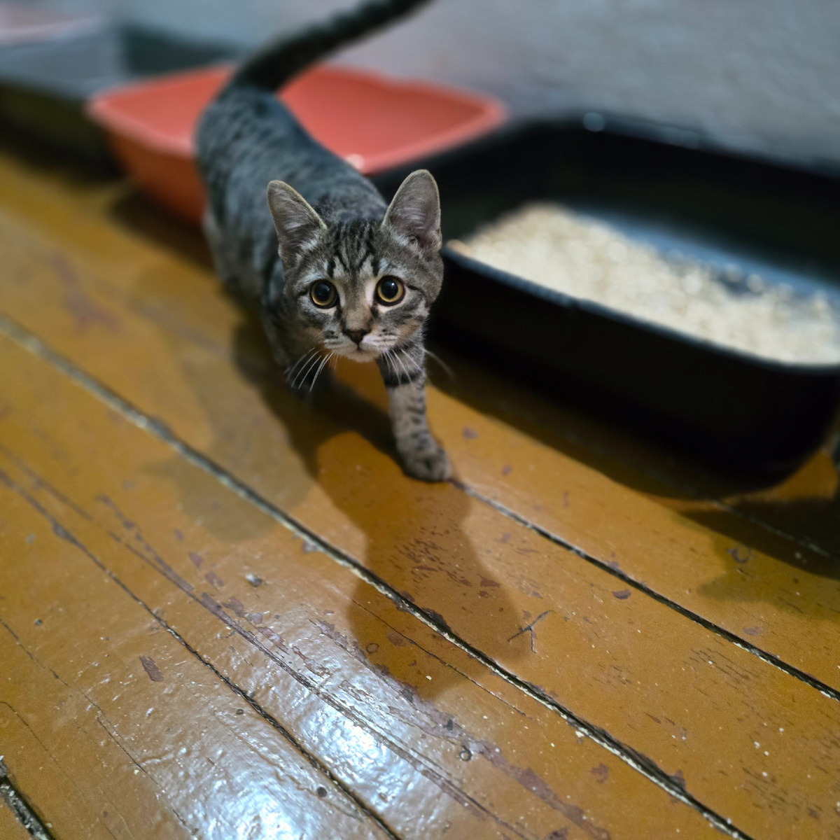 маленький исследователь у лотка ищет дом