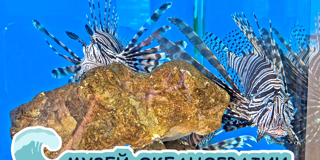 Музей океанографии Нячанга: увидим, что плавает вокруг нас в море