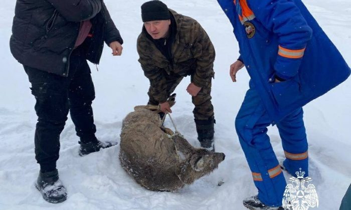 Фото: МЧС по Новосибирской области