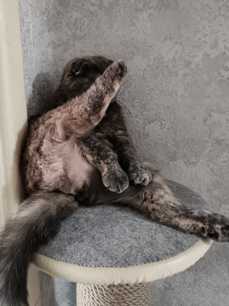 Мурочка для привлечения внимания. Не хочет фоткаться 