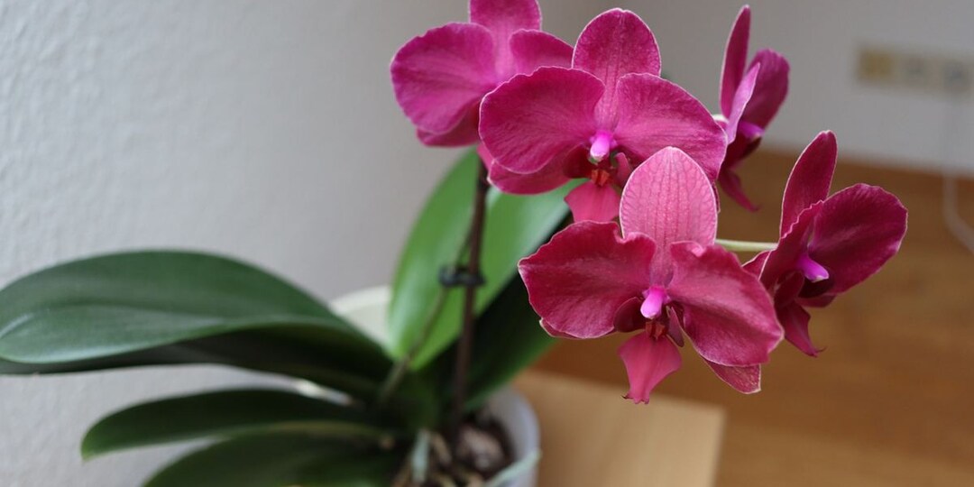 Обмакните орхидею в этот раствор – и она выпустит цветоносы один за другим