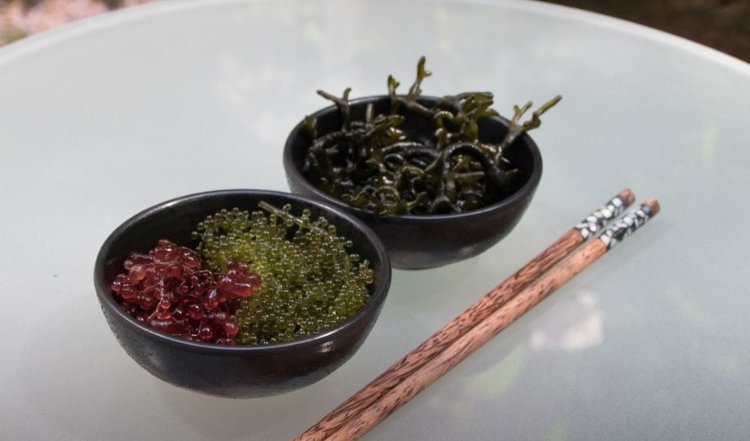    Фото: Beatrice Brix da Costa, ZMT