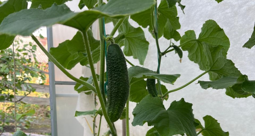    Фото irkutsk.news