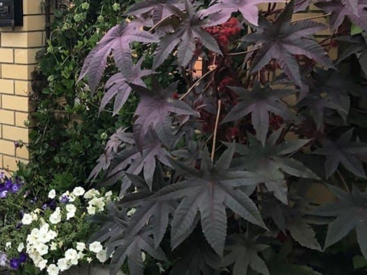 Клещевина обыкновенная