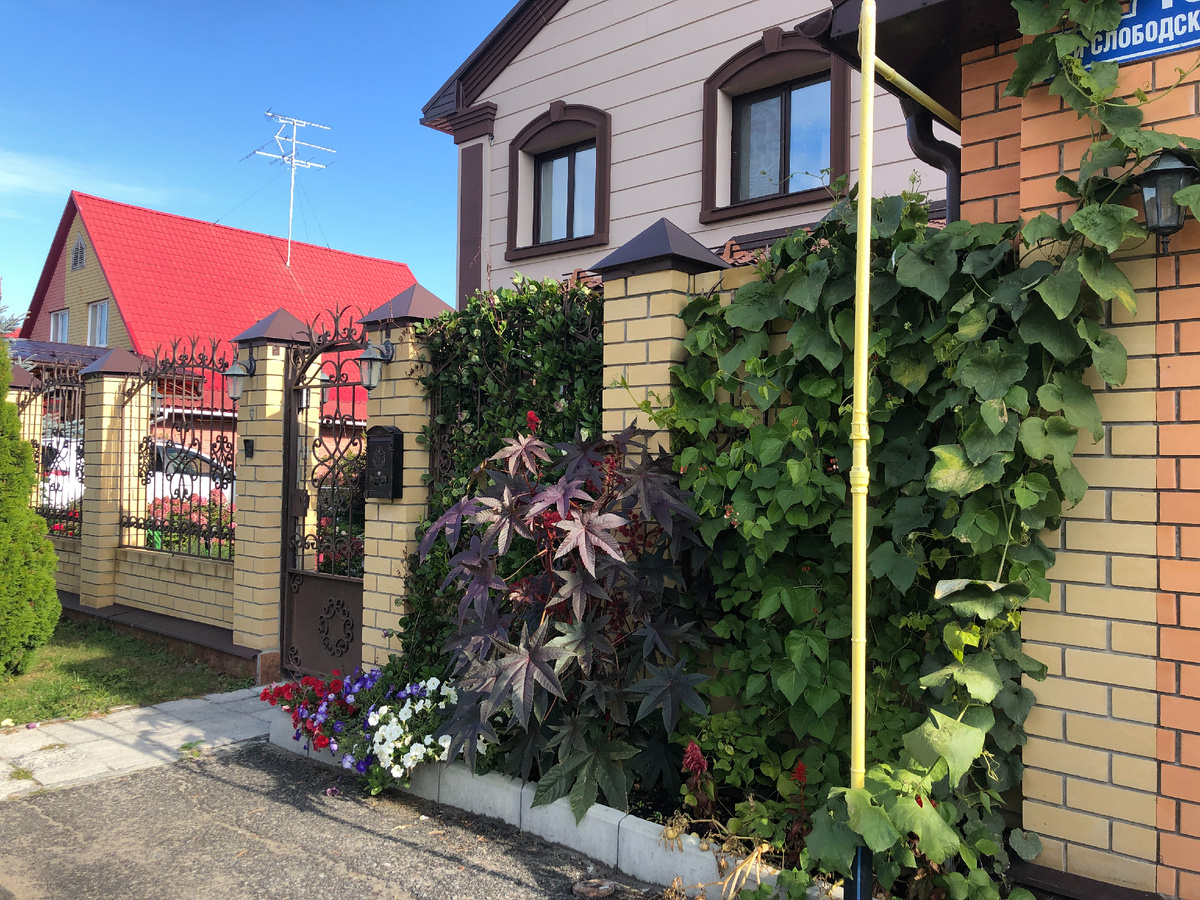 Клещевина неправильно посаженная за бором. Больше я такой ошибки не допущу.