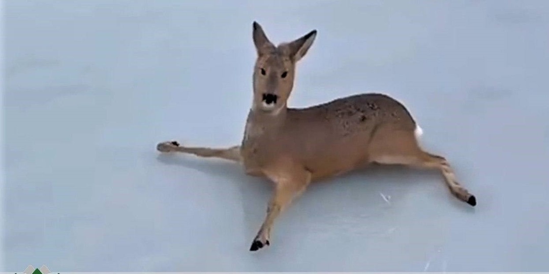 Под Новосибирском спасли несколько десятков косуль