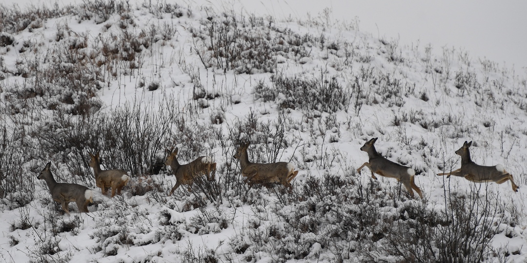 В Новосибирской области с замерзшего озера спасли более 300 косуль