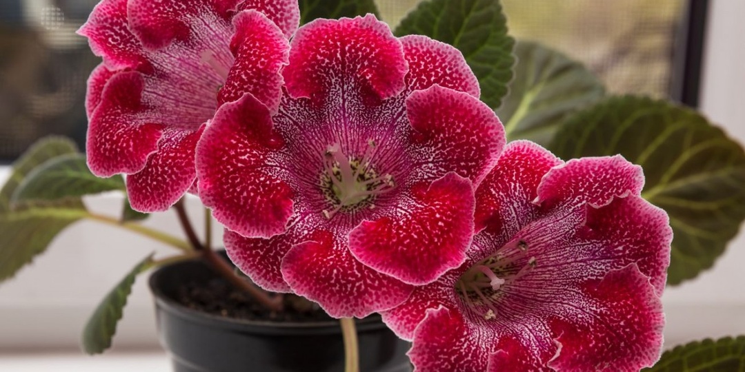 Бархатные цветы украшают дом с весны до осени. Зимний уход за глоксинией
