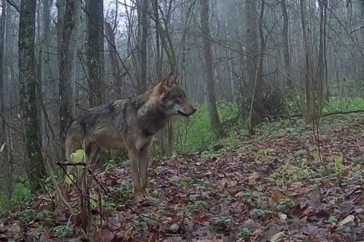    Одинокого волка засняла скрытая камера в калужском заповеднике