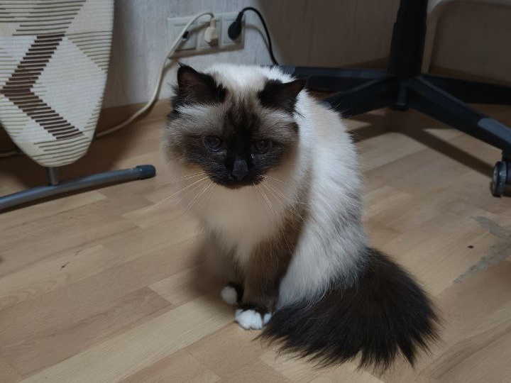 Первая неделя зимы. Дневник вынужденной домохозяйки.