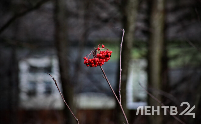    © Анастасия Илюшина / ЛенТВ24, архивное фото