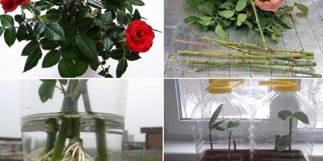 Как укоренить и вырастить розы из подаренного на праздник букета.