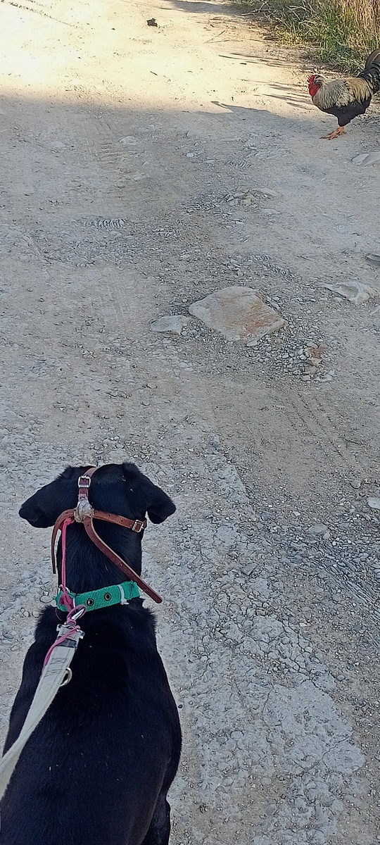 Тоник. Обратите внимание на поводок