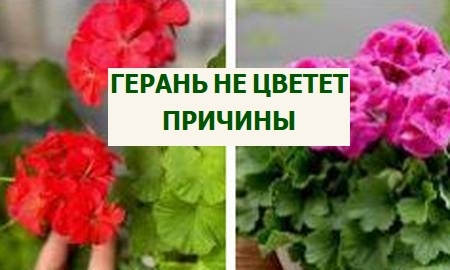 Почему не цветет герань: 5 самых вероятных причин