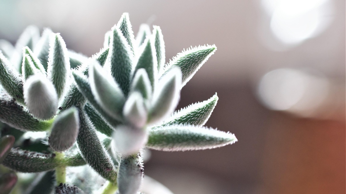 Image by Photostock Editor from Pixabay