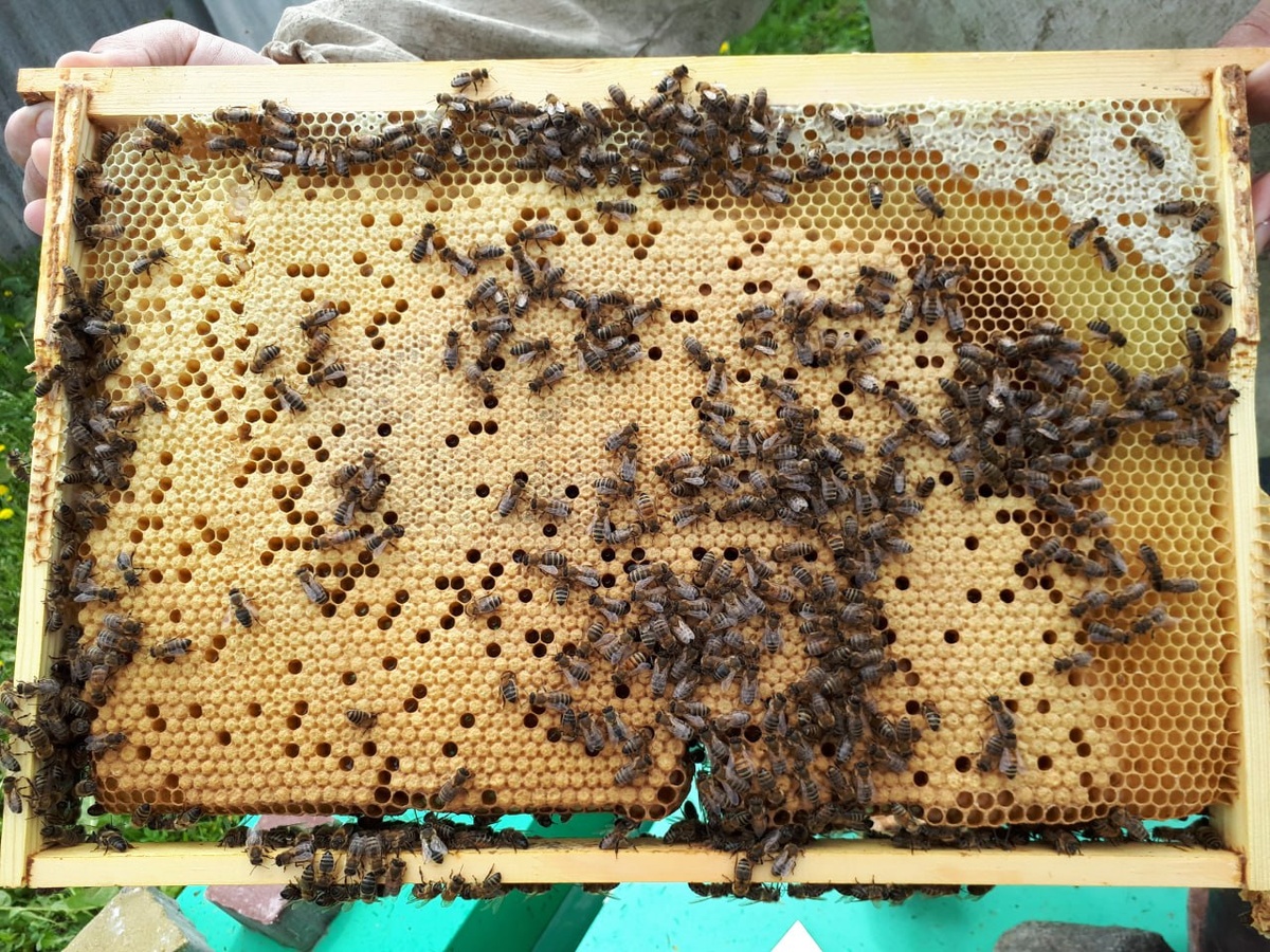 Ровная рамка с плотным засевом молодой матки 