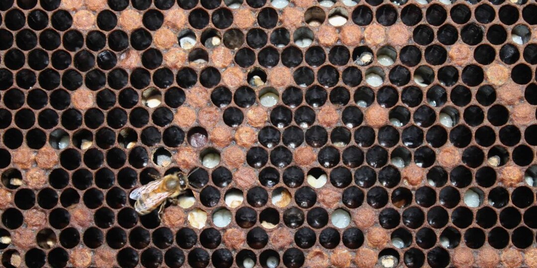 Тихая катастрофа в улье: что будет, если годами не менять пчеломатку