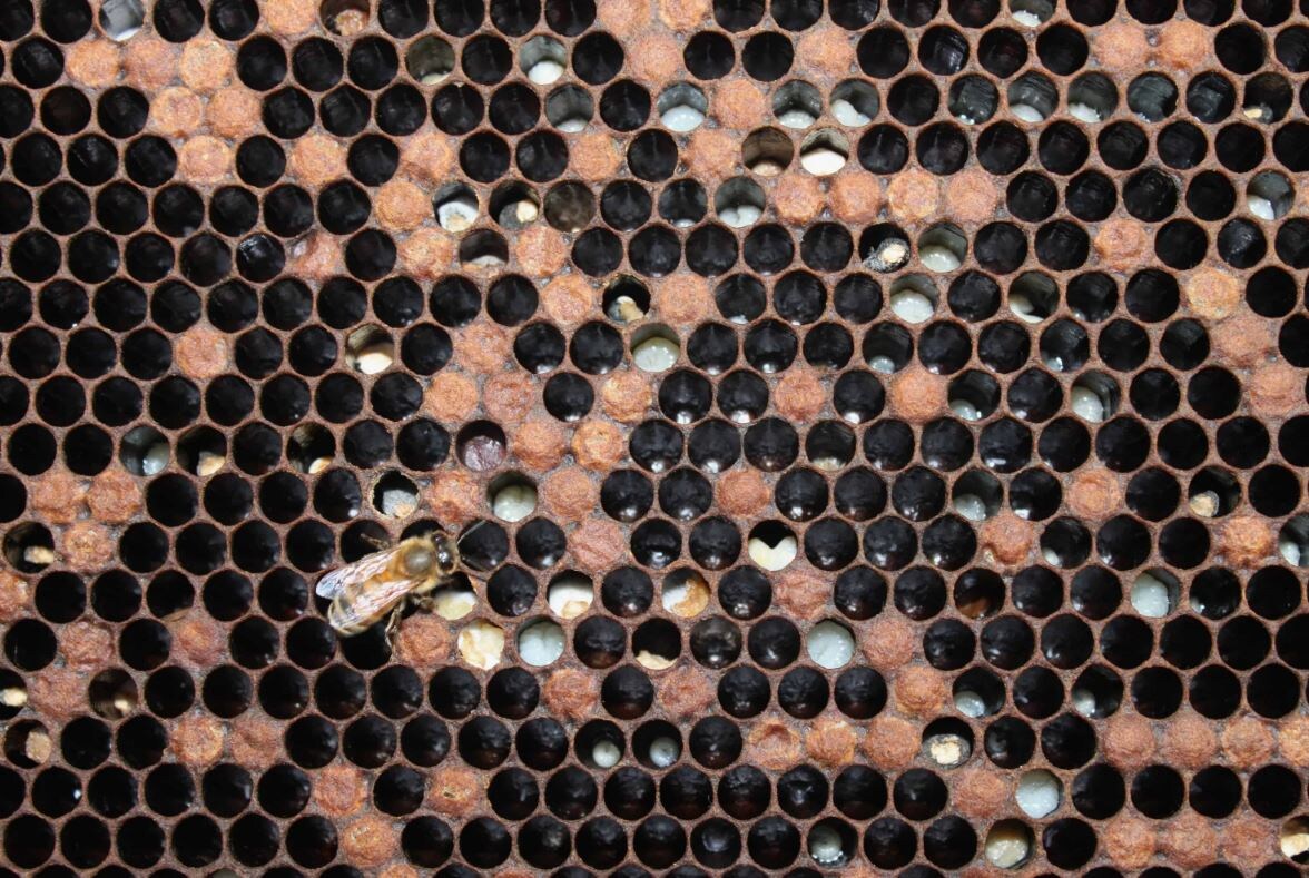 Пестрый, редкий засев старой матки