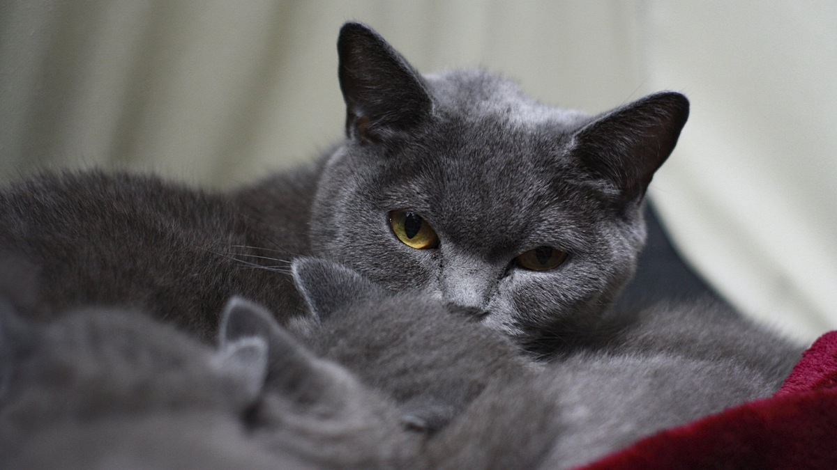    Если ваша питомица стала излишне ласковой, это может указывать на период половой охоты
