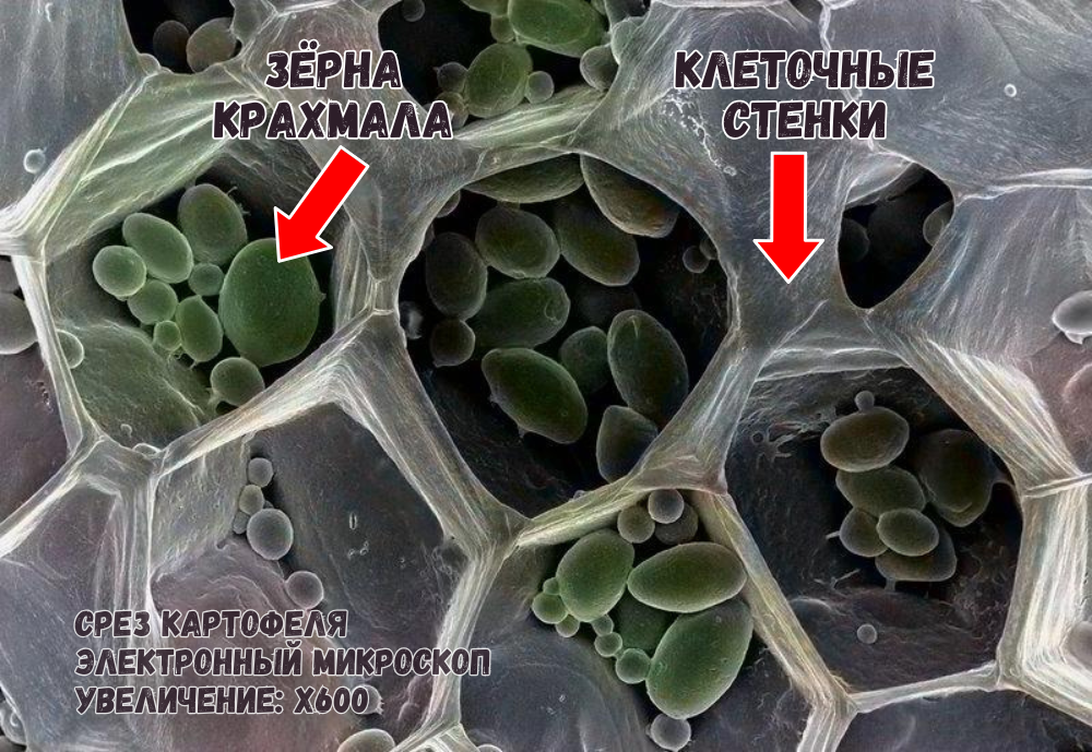 Ключевой показатель - соотношение натурального картофельного сырья (в виде хлопьев или гранул) и добавленного крахмала. Метод основан на определении маркеров, характерных для структуры клеток картофеля, которая сохраняется при щадящей сушке.
