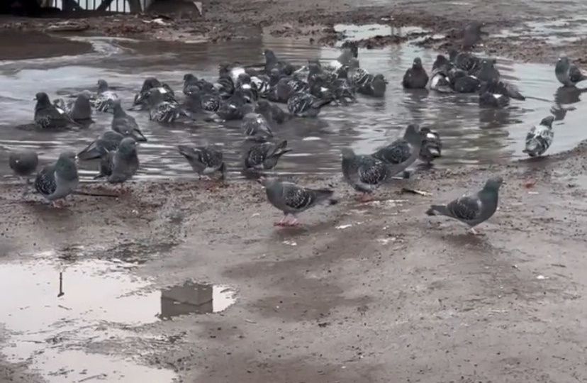 Доброе утро, Вязники! С началом календарной зимы