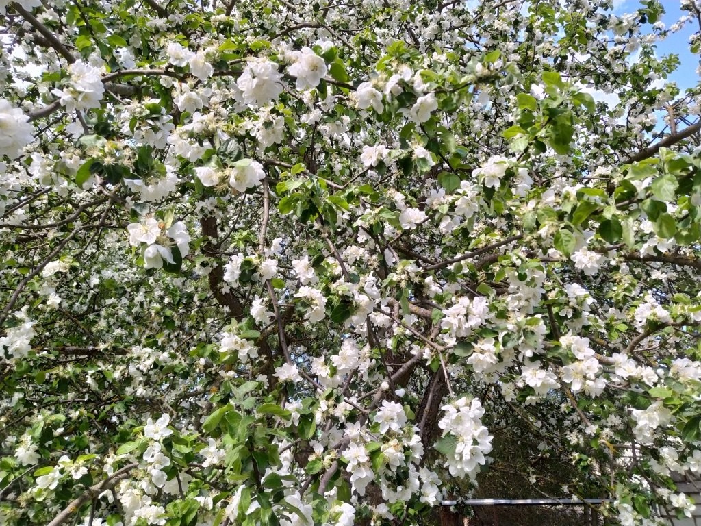 Декоративны в пору цветения. Это сорт Мелба