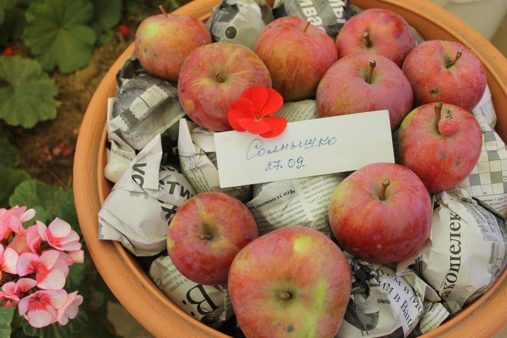 Яблоки сорта Солнышка могут храниться до января